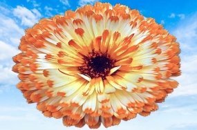images of beautiful flowers images of beautiful flowers