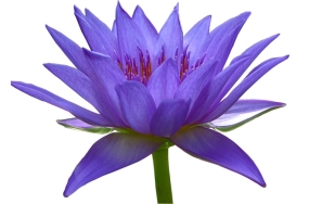 pictures of flowers pictures of flowers