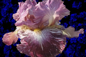 beautiful pictures of flowers beautiful pictures of flowers