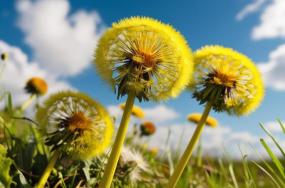 Beautiful-Dandelion-flowers-with-sky-and-natural-background-43243 Beautiful-Dandelion-flowers-with-sky-and-natural-background-43243