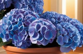 Beautiful-blue-colored-hydrangea-grow-in-pot-32 Beautiful-blue-colored-hydrangea-grow-in-pot-32