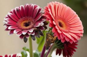 Beautiful-gerbera-flower-and-plant-6532233462
