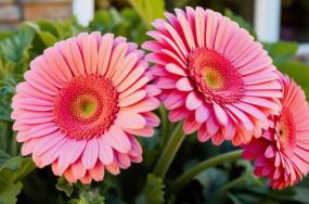 Beautiful-gerbera-flower-plant-5643632355 Beautiful-gerbera-flower-plant-5643632355