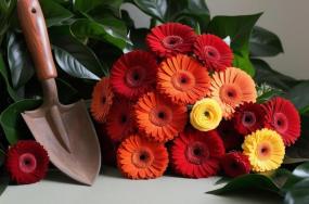 Beautiful-gerberas-with-garden-tool-543 Beautiful-gerberas-with-garden-tool-543
