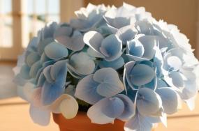 Beautiful-light-blue-colored-hydrangea-grow-in-pot-876 Beautiful-light-blue-colored-hydrangea-grow-in-pot-876