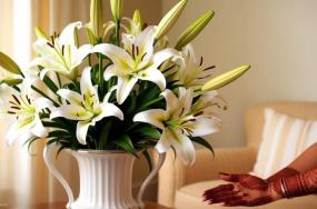 Beautiful-lily-flowers-with-long-stems-in-flower-vase-343 Beautiful-lily-flowers-with-long-stems-in-flower-vase-343