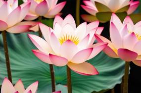 Beautiful-lotus-flowers-plant-stalks-1324 Beautiful-lotus-flowers-plant-stalks-1324