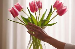 Beautiful-pink-tulip-flowers-with-long-stems-in-flower-vase-342 Beautiful-pink-tulip-flowers-with-long-stems-in-flower-vase-342
