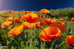 Fresh-California-poppy-flowers-with-beautiful-medow-54534 Fresh-California-poppy-flowers-with-beautiful-medow-54534