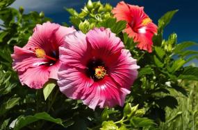 Fresh-Hibiscus-Mutabilis-flowers-with-dense-greenary-in-medow-and-blue-sky-in-natural-look.-232 Fresh-Hibiscus-Mutabilis-flowers-with-dense-greenary-in-medow-and-blue-sky-in-natural-look.-232