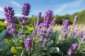 Fresh-lavender-flowers-with-dense-greenary-in-medow-and-blue-sky-in-natural-look-567 Fresh-lavender-flowers-with-dense-greenary-in-medow-and-blue-sky-in-natural-look-567