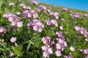 Fresh-sweet-alyssum-flowers-with-dense-greenary-5434 Fresh-sweet-alyssum-flowers-with-dense-greenary-5434