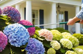 Hydrangea-plants-fertilizing-by-human-with-fertilizer-tool-without-sowing-face-in-beautiful-house-background-232132 Hydrangea-plants-fertilizing-by-human-with-fertilizer-tool-without-sowing-face-in-beautiful-house-background-232132