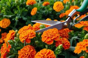 Marigold-flowers-and-greenary-in-dense-quantity-pruning-with-scissors-89 Marigold-flowers-and-greenary-in-dense-quantity-pruning-with-scissors-89