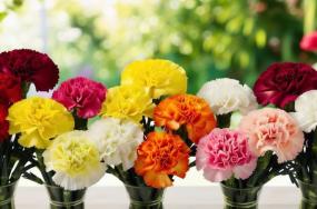 beautiful flower bouquet images free download beautiful flower bouquet images free download