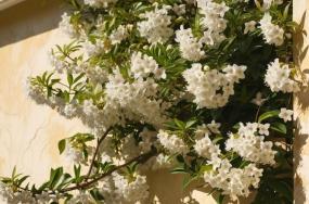 Spectacular-jasmine-flower-plant-4543 Spectacular-jasmine-flower-plant-4543