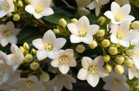 Spectacular-jasmine-flower-species-345 Spectacular-jasmine-flower-species-345