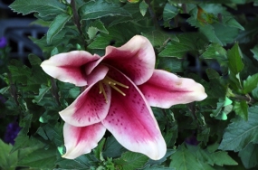 love flowers photos love flowers photos