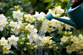 flowers downloading