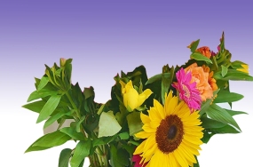 flower images wallpapers flower images wallpapers