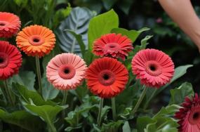 beautiful-colored-gerbera-flowers-with-dense-greenary-5332453032