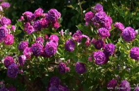 Lazy bloom pics Lazy bloom pics