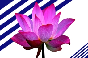 flowers pictures free download flowers pictures free download
