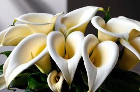 calla-lily-bouquet-6564 calla-lily-bouquet-6564