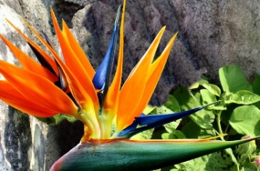 nice flower picture nice flower picture