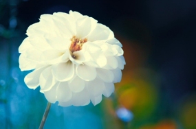 -flowers-wallpapers -flowers-wallpapers