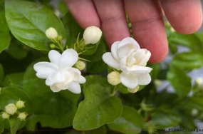 download leisurely blossom photos download leisurely blossom photos