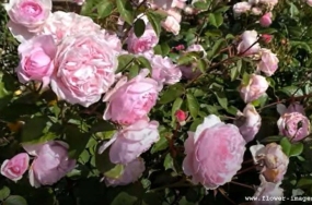 download lakeside bloom images download lakeside bloom images