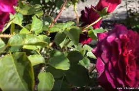 download humid bloom images download humid bloom images