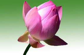 love flowers pictures love flowers pictures