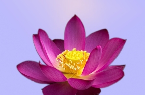 cute flowers images cute flowers images