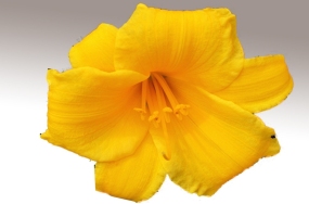 flowers photos free download flowers photos free download