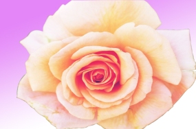 light pink 12 light pink 12