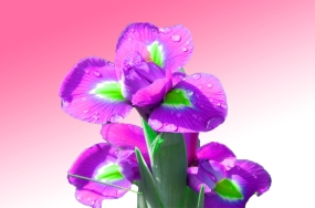 beautiful flowers images free downloads beautiful flowers images free downloads