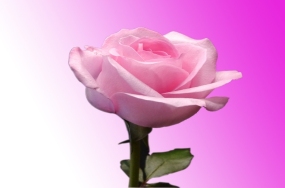 download flower images