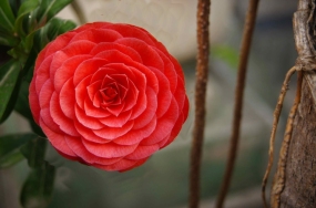 all flowers images all flowers images