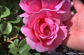 download lazy bloom images download lazy bloom images