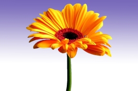 images for flowers images for flowers
