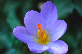 beautiful flower pictures download beautiful flower pictures download
