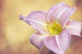 best flowers images best flowers images