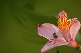 images of flowers free download images of flowers free download