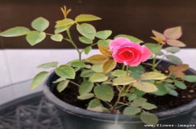Lush bloom pics Lush bloom pics