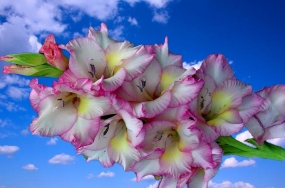 beautiful pictures of flowers free download beautiful pictures of flowers free download