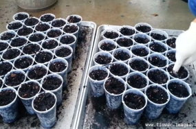 seedingin-3-copy seedingin-3-copy