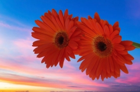 pretty flower pictures pretty flower pictures