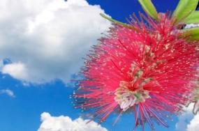 download flowers download flowers